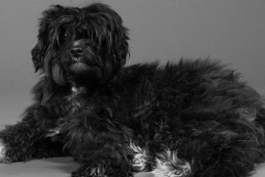 Hund Fridolin liegt
