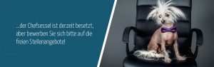 Hund Stuard sitzt auf einem Bürostuhl. - Der Chefsessel ist derzeit besetzt, aber bewerben Sie sich bitte auf die freien Stellenangebote!