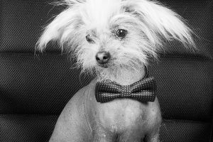 Hund Stuard mit einer Schleife
